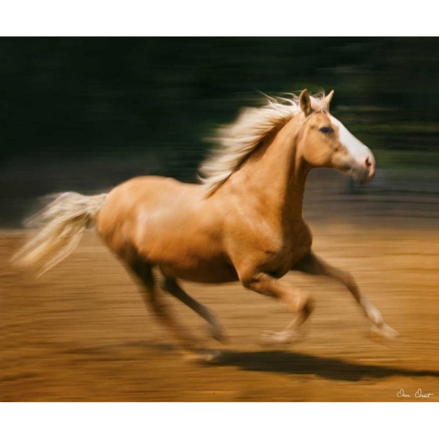 Blazing Horse I Poster Print - David Drost-VARPDX74682GG Image 1