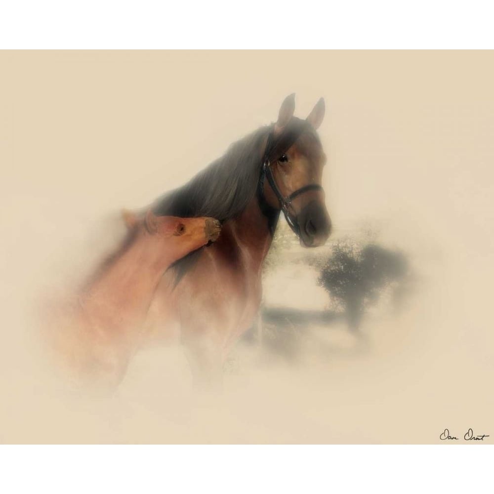 Horse Portrait X Poster Print - David Drost-VARPDX74675GG Image 1