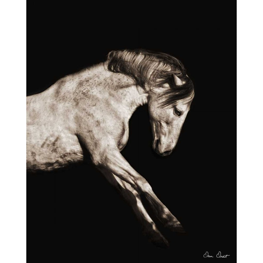 Horse Portrait IV Poster Print - David Drost-VARPDX74669GG Image 1