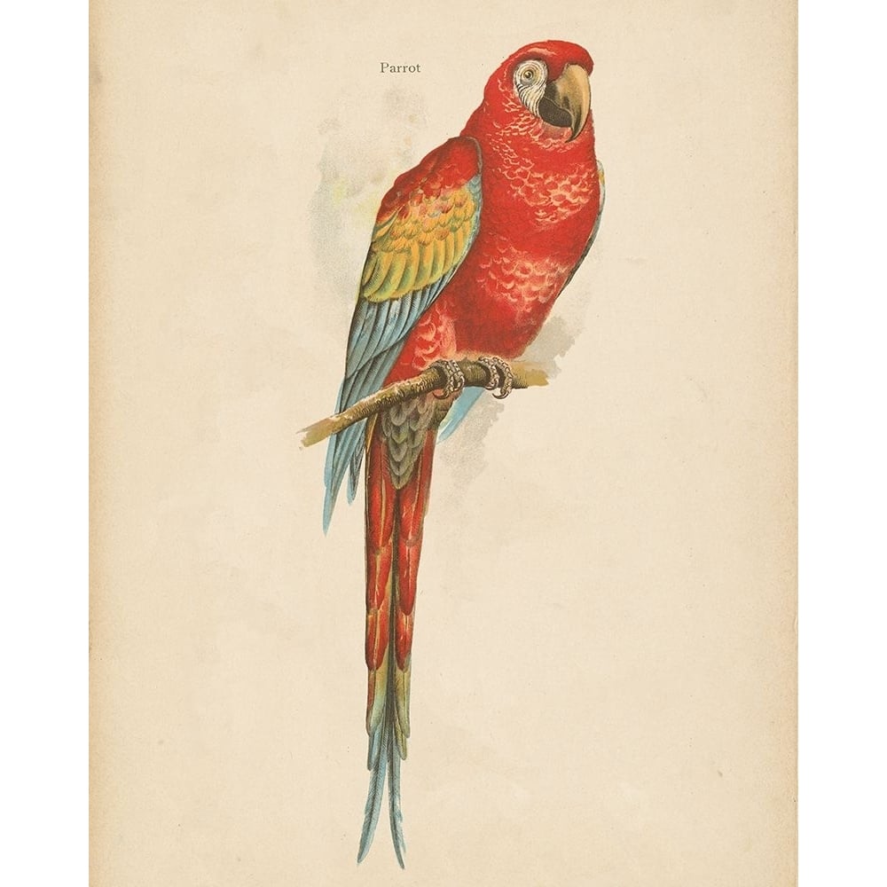 Parrot Study Poster Print - Wild Apple Portfolio-VARPDX74684 Image 1