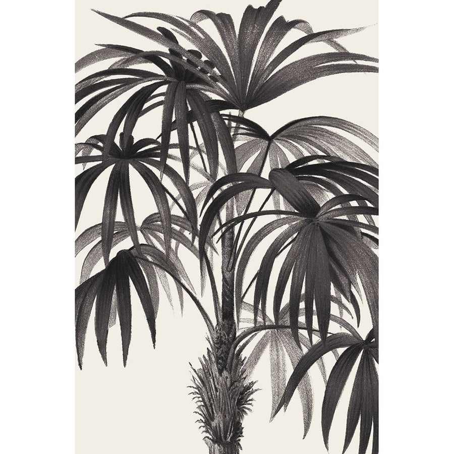 Riviera Palms II BW Poster Print - Wild Apple Portfolio-VARPDX75167 Image 1