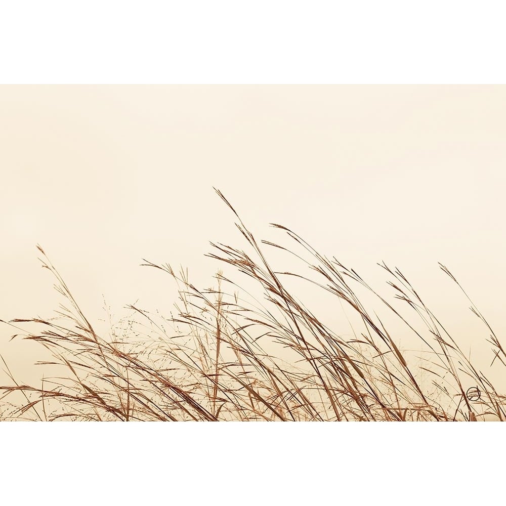 Country Grasses II Poster Print - Nathan Larson-VARPDX75478 Image 1