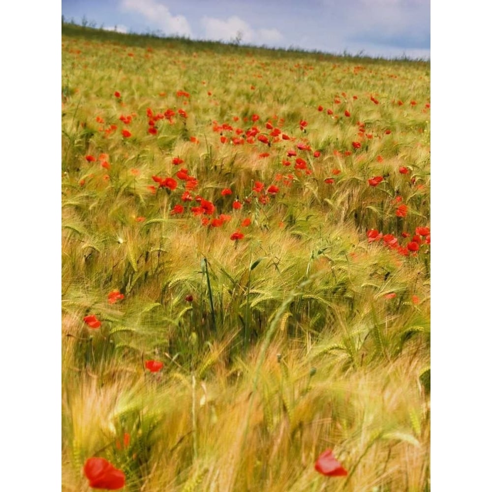 Poppies in Field I Poster Print - Colby Chester-VARPDX75652D Image 1