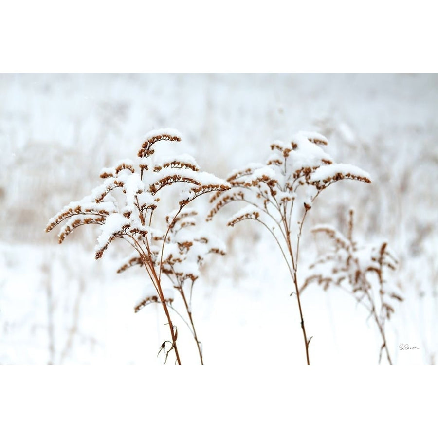 Snowy Gardens Poster Print - Sue Schlabach-VARPDX75783 Image 1