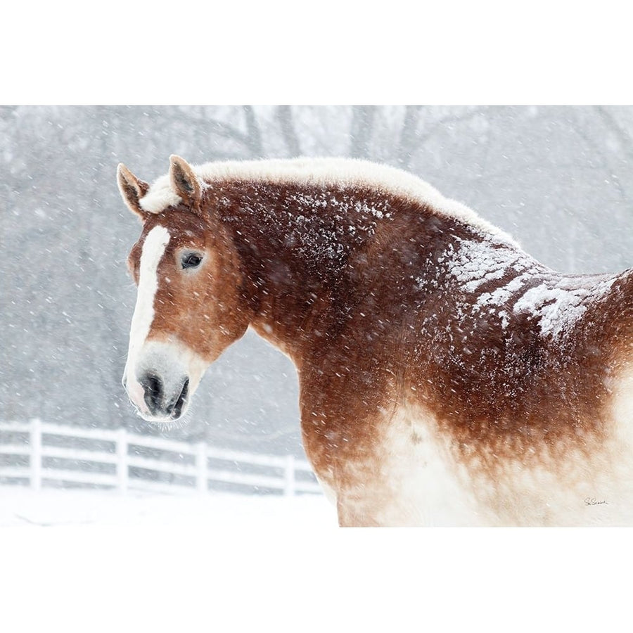 Snowy Draft Horse Poster Print - Sue Schlabach-VARPDX75784 Image 1