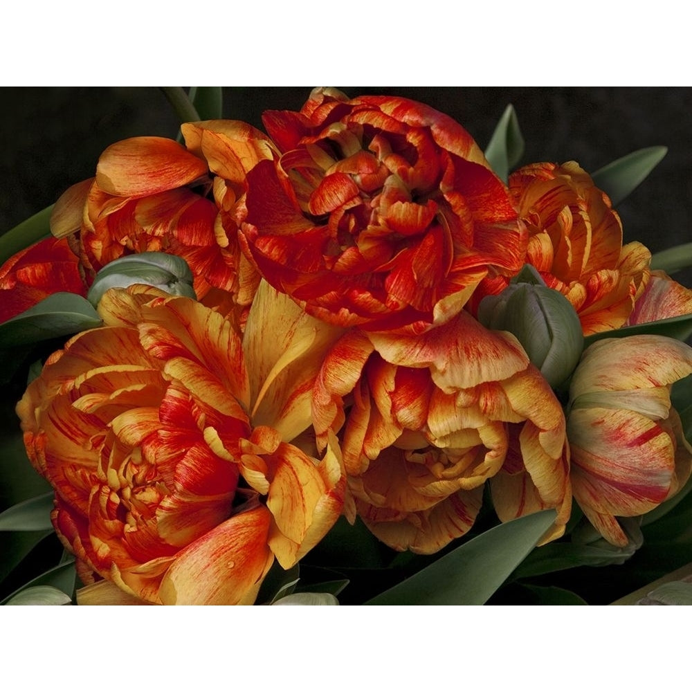 Old World Tulips II Poster Print - Rachel Perry-VARPDX76039D Image 1