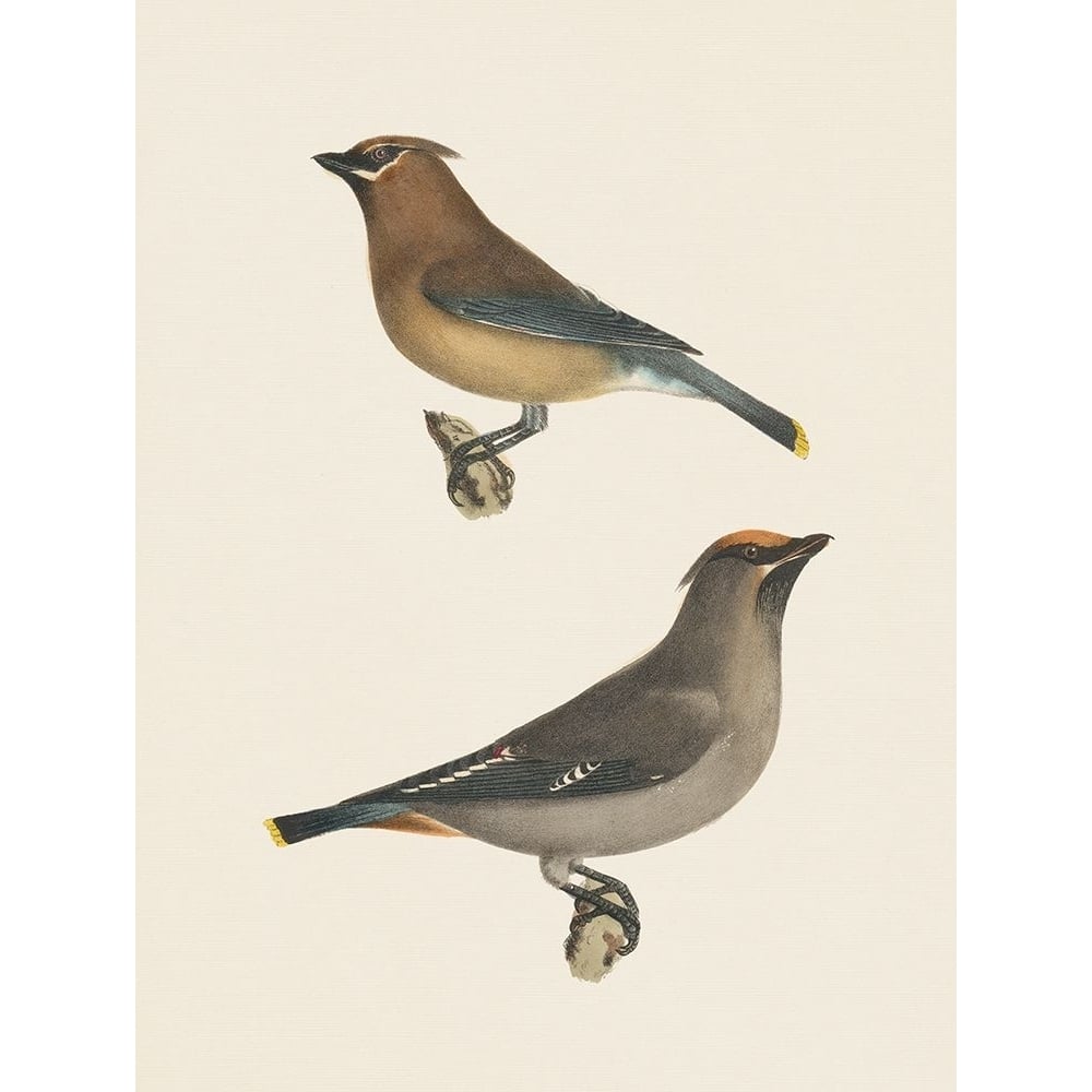 Cedar Waxwings Bright Poster Print - Wild Apple Portfolio-VARPDX76142 Image 1