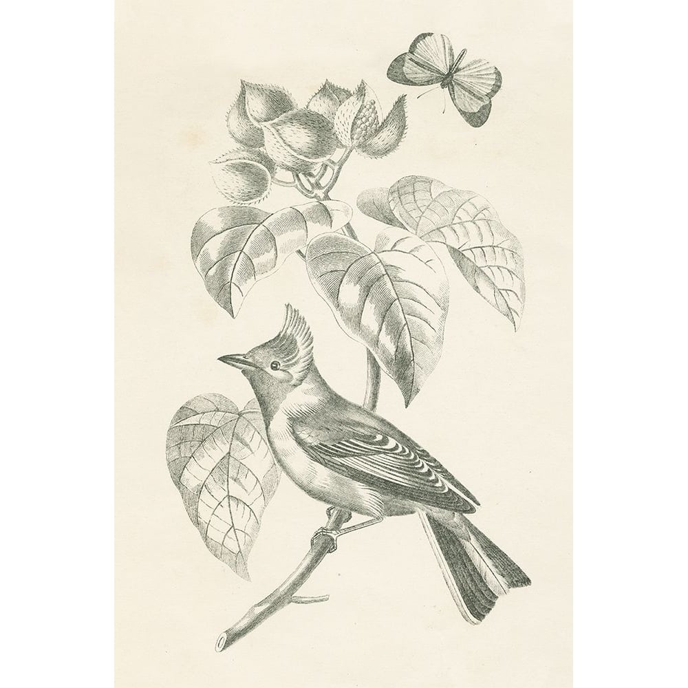 French Bird Drawing Poster Print - Wild Apple Portfolio-VARPDX76127 Image 1