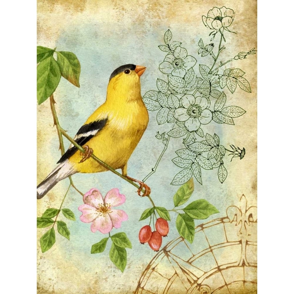 Songbird Sketchbook III Poster Print - Jane Maday-VARPDX76531D Image 1