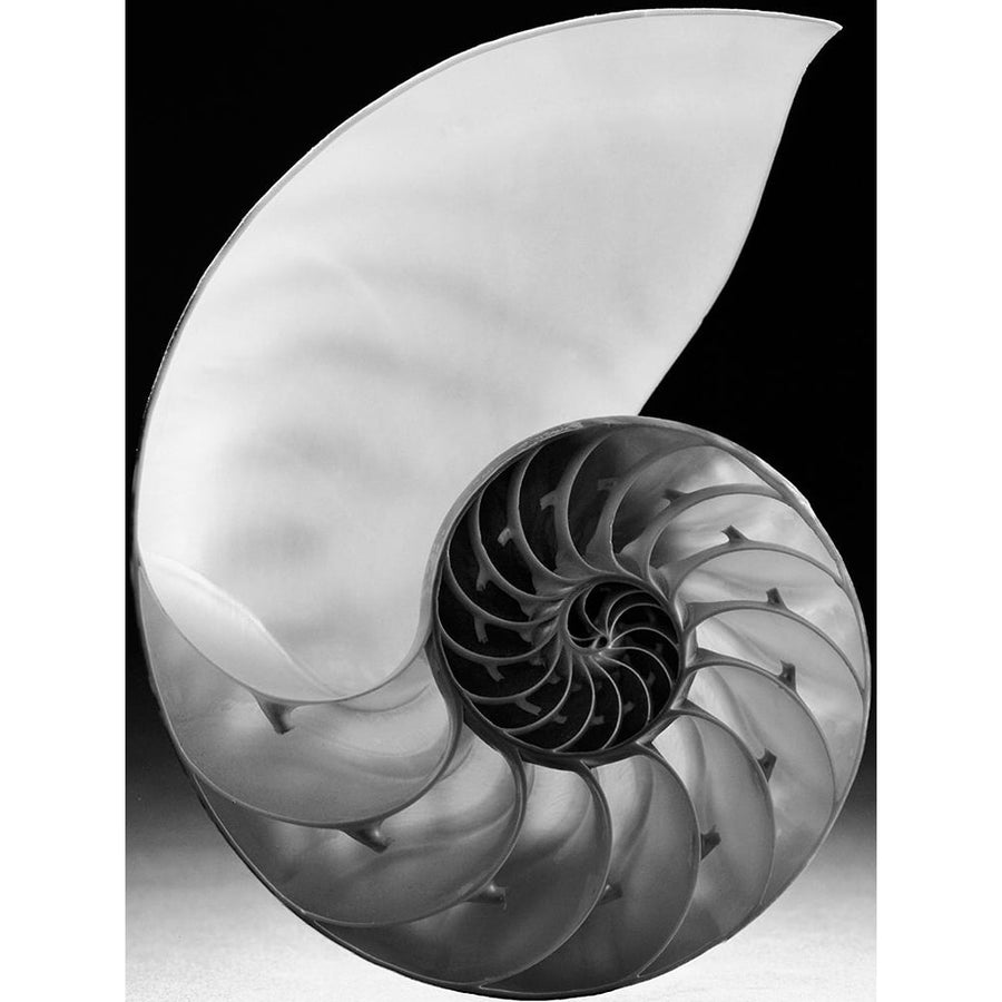 Shell I Poster Print - Jim Christensen-VARPDX76790D Image 1