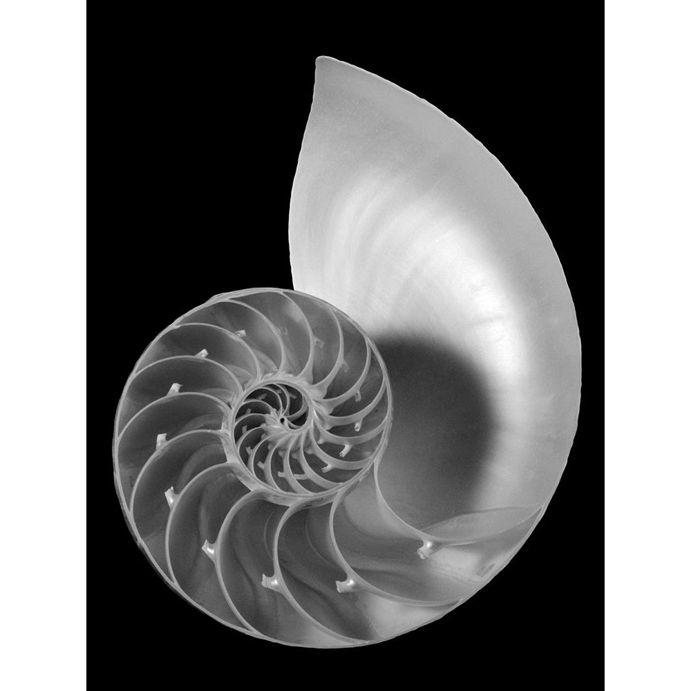 Shell II Poster Print - Jim Christensen-VARPDX76791D Image 1