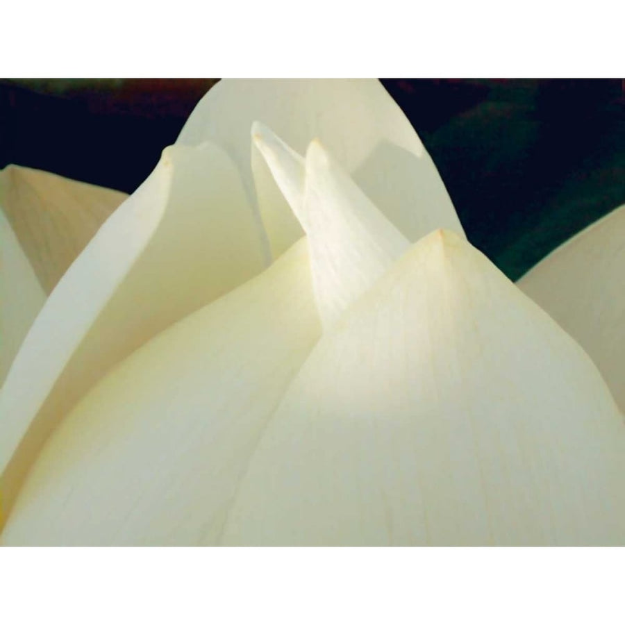 Lotus Detail III Poster Print - Jim Christensen-VARPDX76797D Image 1