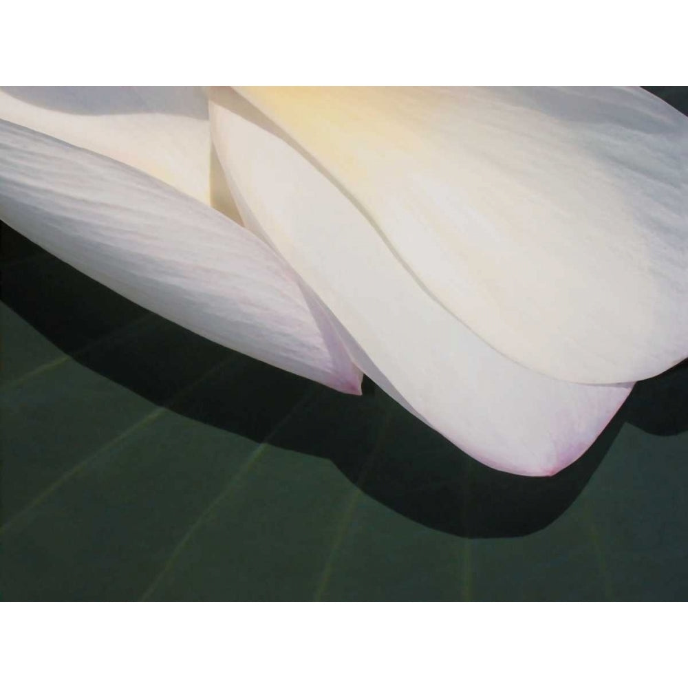 Lotus Detail II Poster Print - Jim Christensen-VARPDX76796D Image 1