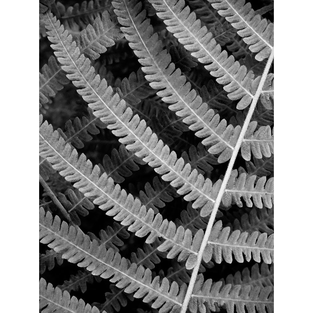 Fern I Poster Print - Jim Christensen-VARPDX76807D Image 1