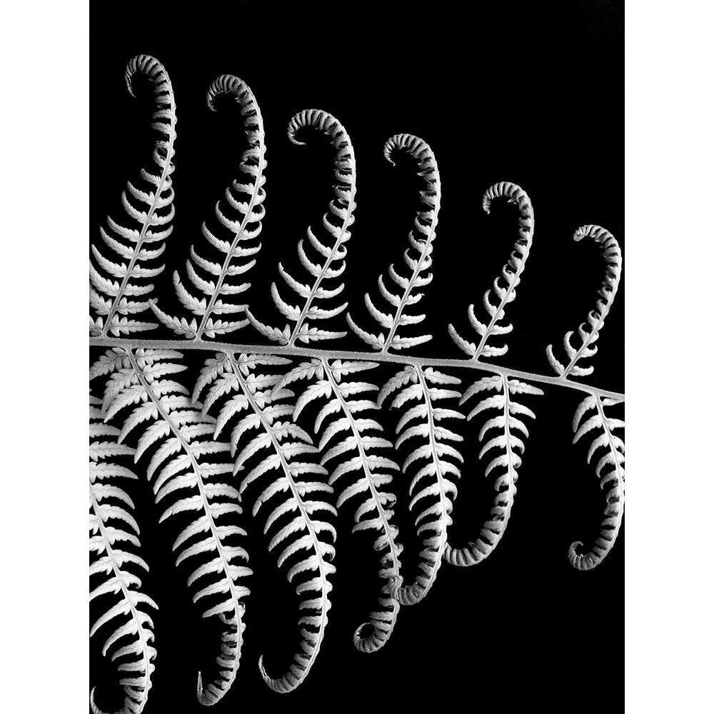 Fern III Poster Print - Jim Christensen-VARPDX76809D Image 1