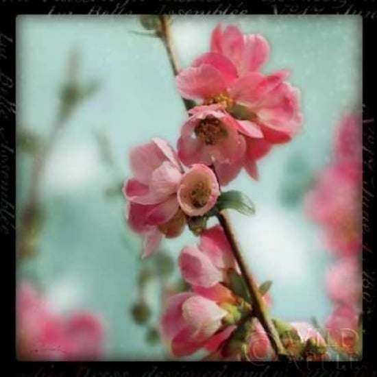 Quince Blossoms III Poster Print by Sue Schlabach-VARPDX7688 Image 1