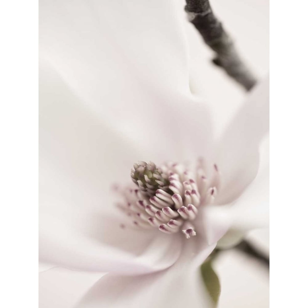 Magnolia Blush II Poster Print - Christine Zalewski-VARPDX77110D Image 1