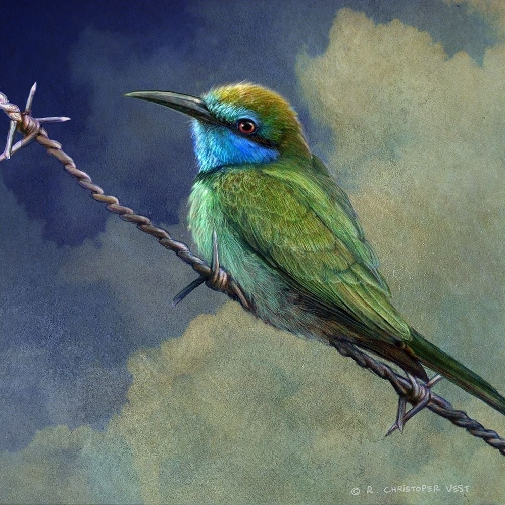 Bee Eater Poster Print - Chris Vest-VARPDX77119D Image 1