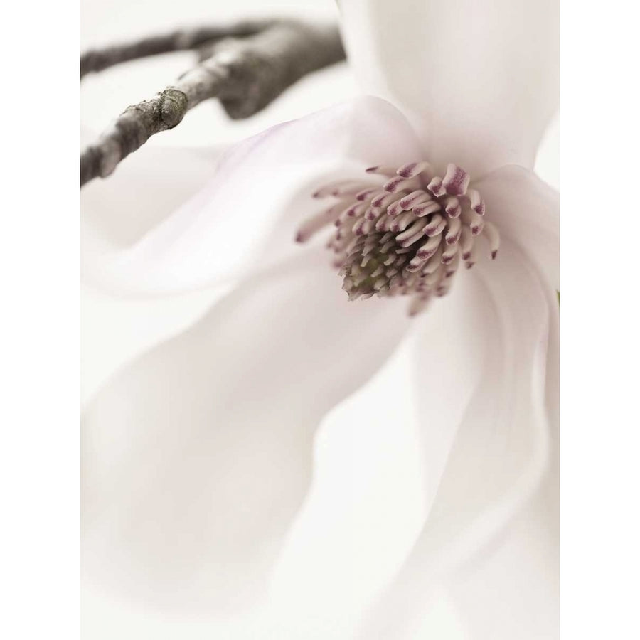 Magnolia Blush I Poster Print - Christine Zalewski-VARPDX77109D Image 1