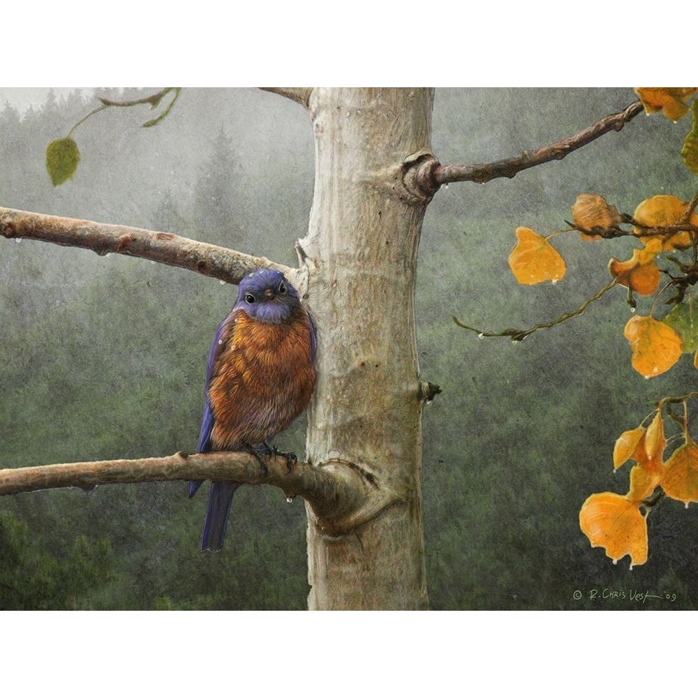 Bluebird Rain Poster Print - Chris Vest-VARPDX77123D Image 1