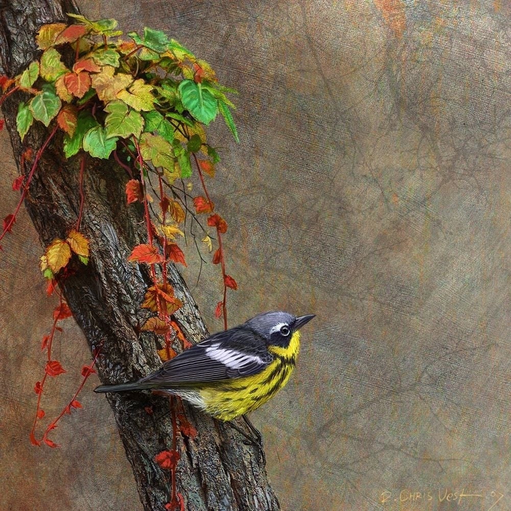 Magnolia Warbler Poster Print - Chris Vest-VARPDX77121D Image 1