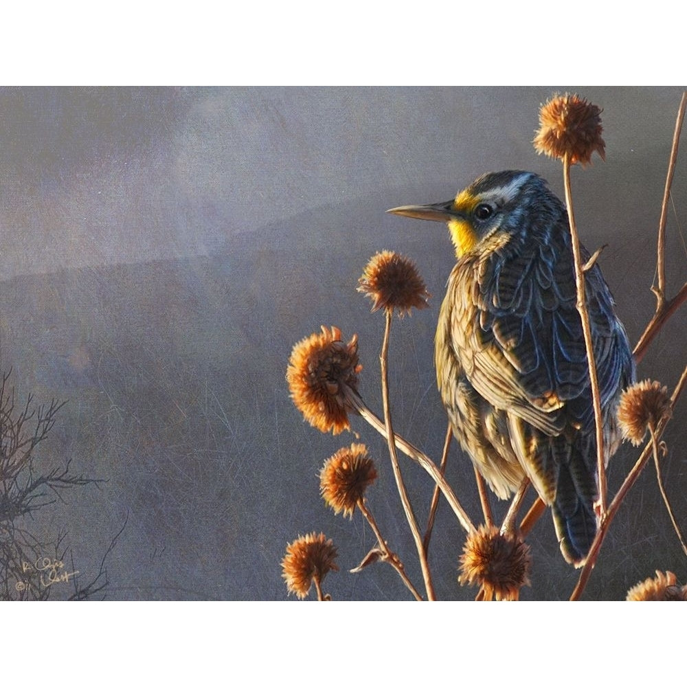 Meadowlark Poster Print - Chris Vest-VARPDX77124D Image 1