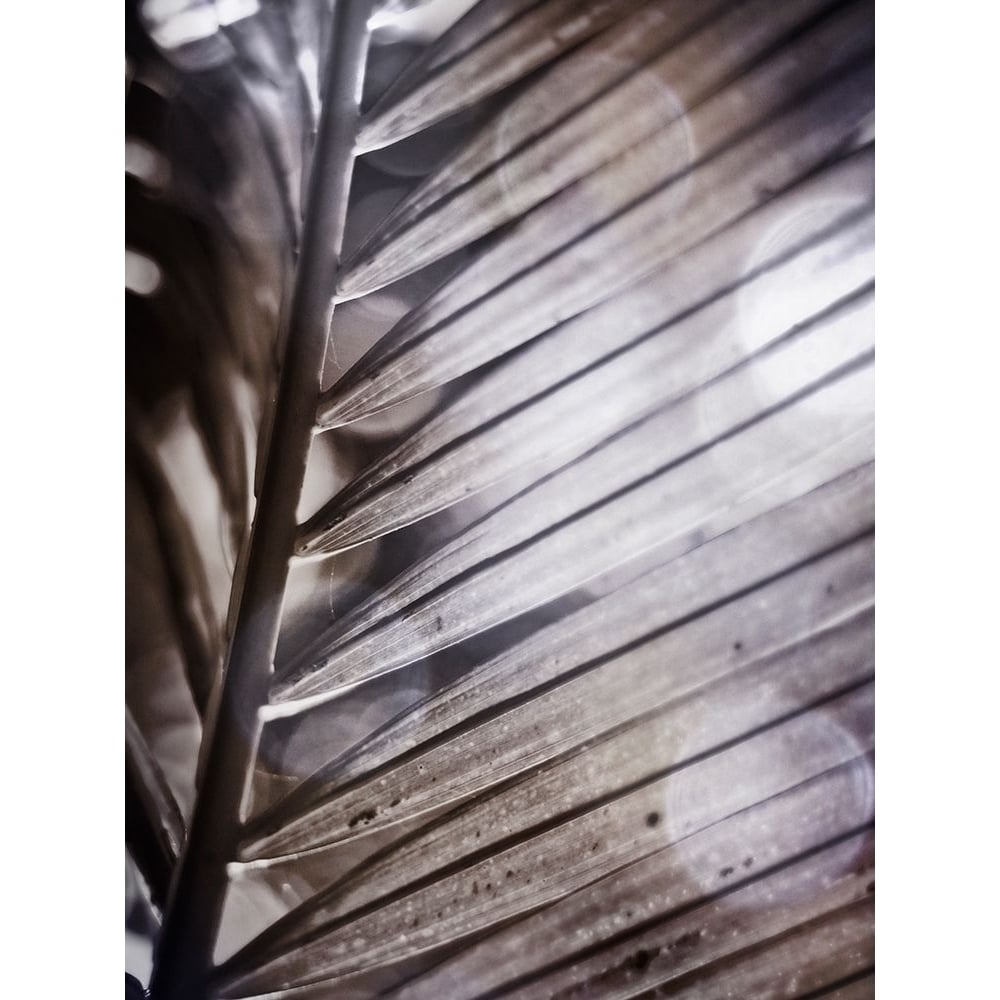 Silvery Frond II Poster Print - Emily Robinson-VARPDX77149D Image 1