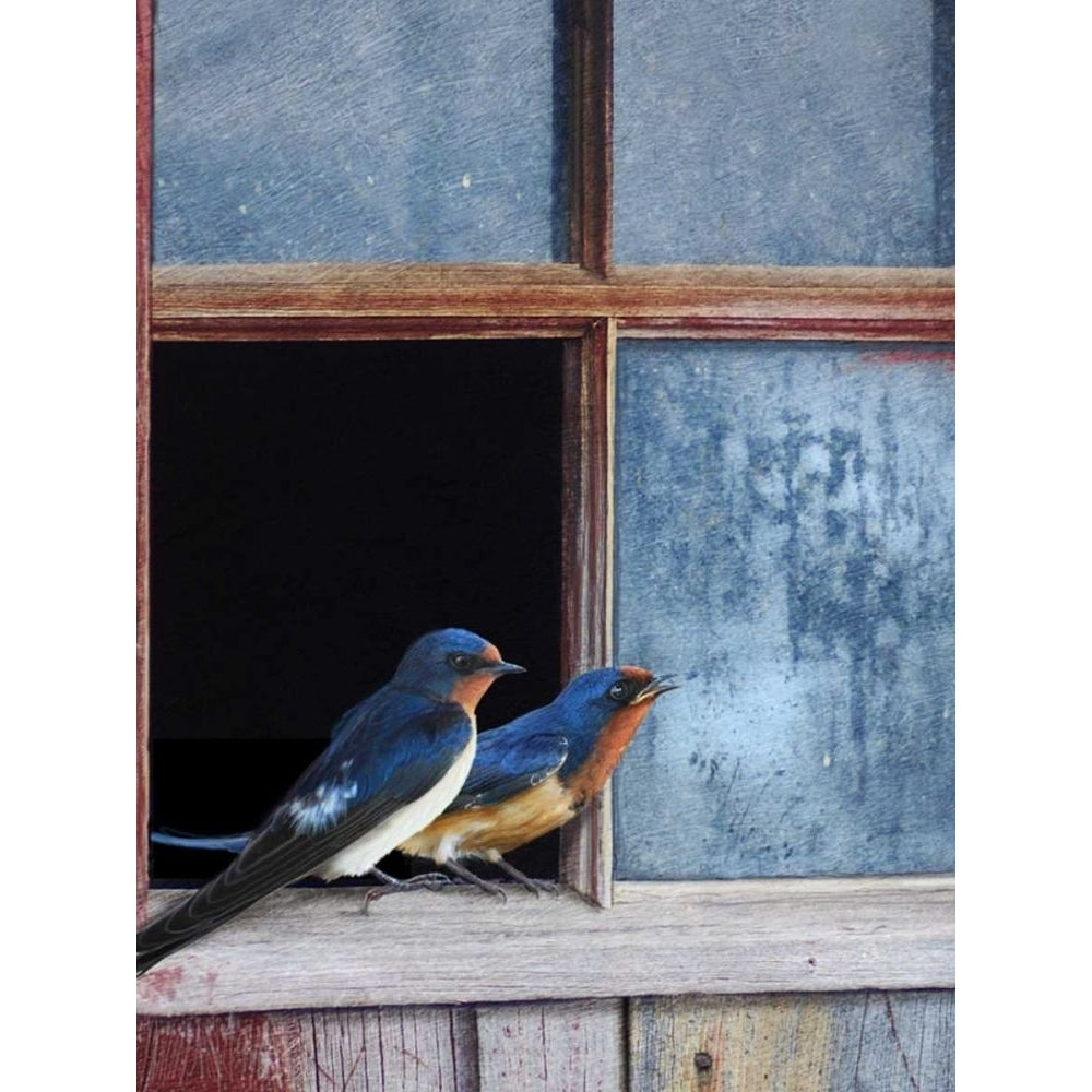 Barn Swallows Window Poster Print - Chris Vest-VARPDX77154D Image 1