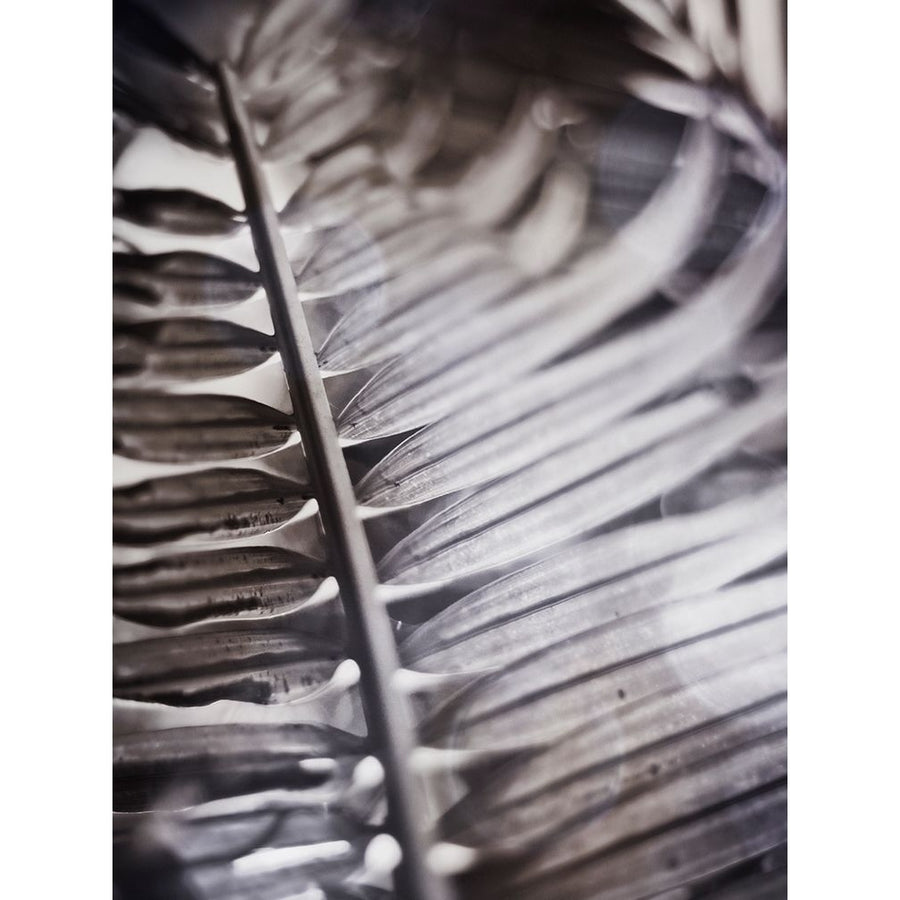 Silvery Frond I Poster Print - Emily Robinson-VARPDX77148D Image 1