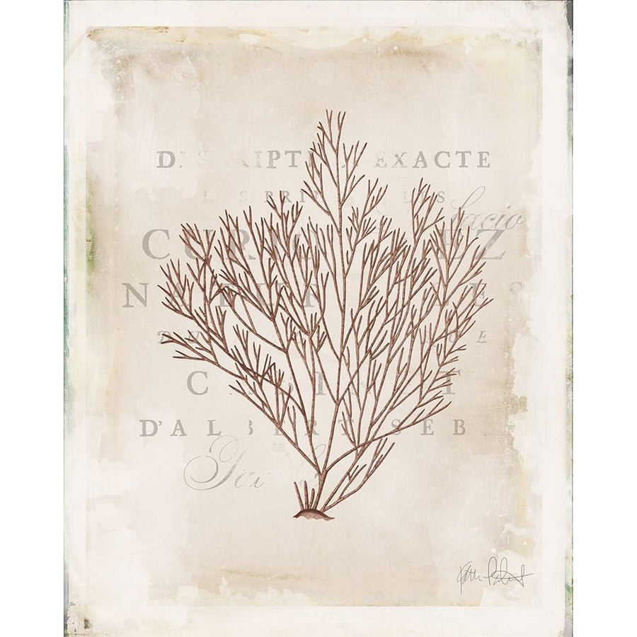 Sea Garden II Brown Poster Print - Katie Pertiet-VARPDX77166 Image 1