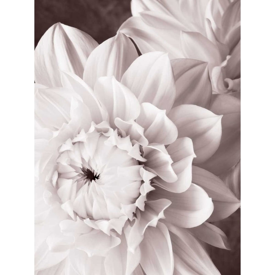 BandW Dahlias I Poster Print - Christine Zalewski-VARPDX77199D Image 1