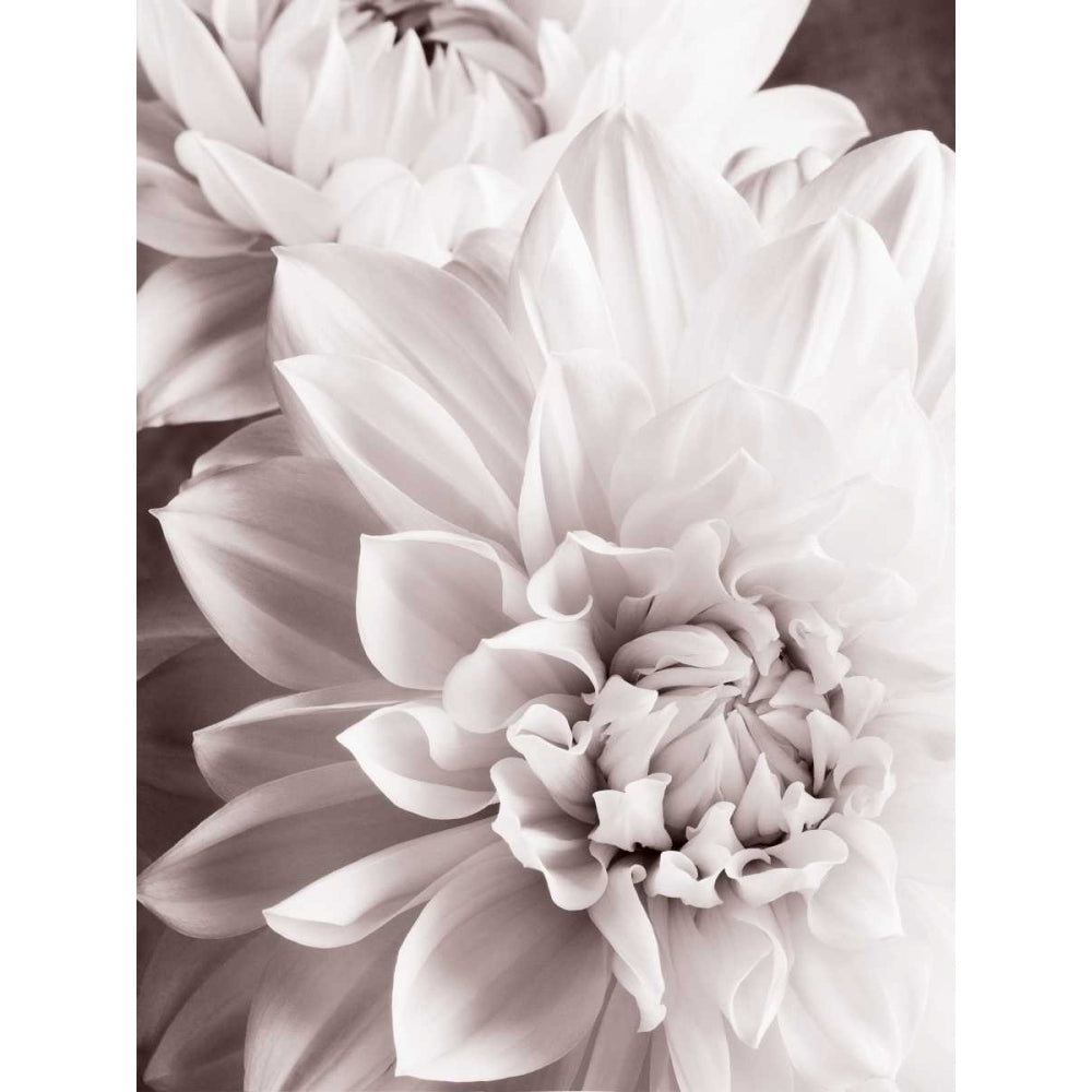 BandW Dahlias II Poster Print - Christine Zalewski-VARPDX77200D Image 1