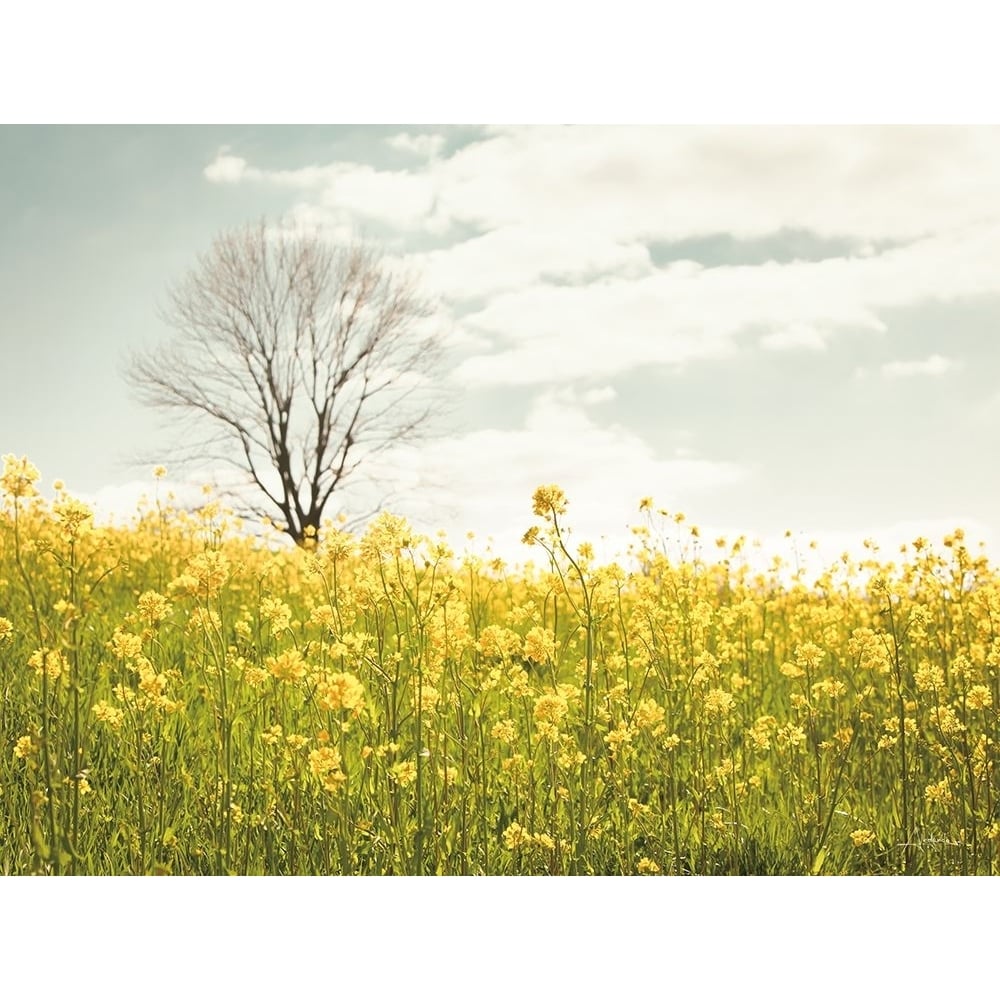 Yellow Meadow Poster Print - Aledanda-VARPDX77231 Image 1