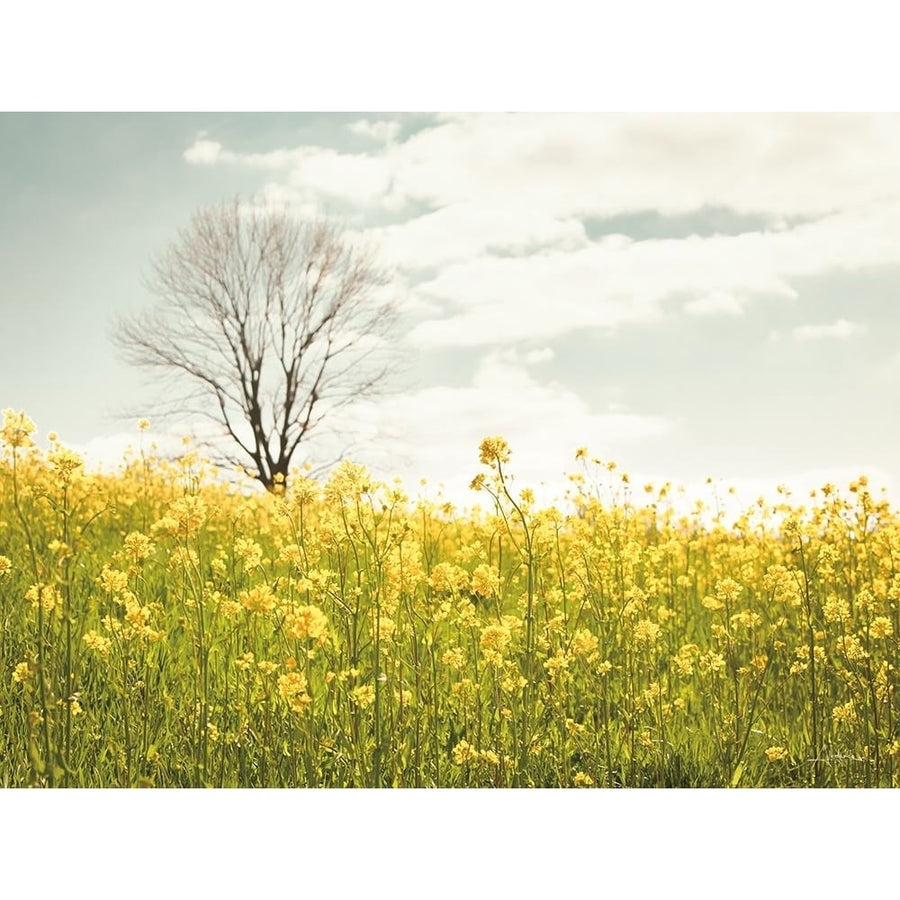 Yellow Meadow Poster Print - Aledanda-VARPDX77231 Image 1