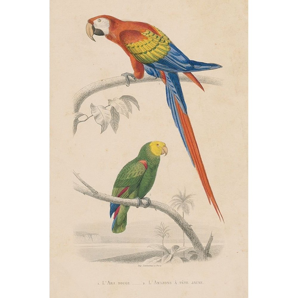 Parrot Study Poster Print - Wild Apple Portfolio-VARPDX77434 Image 1