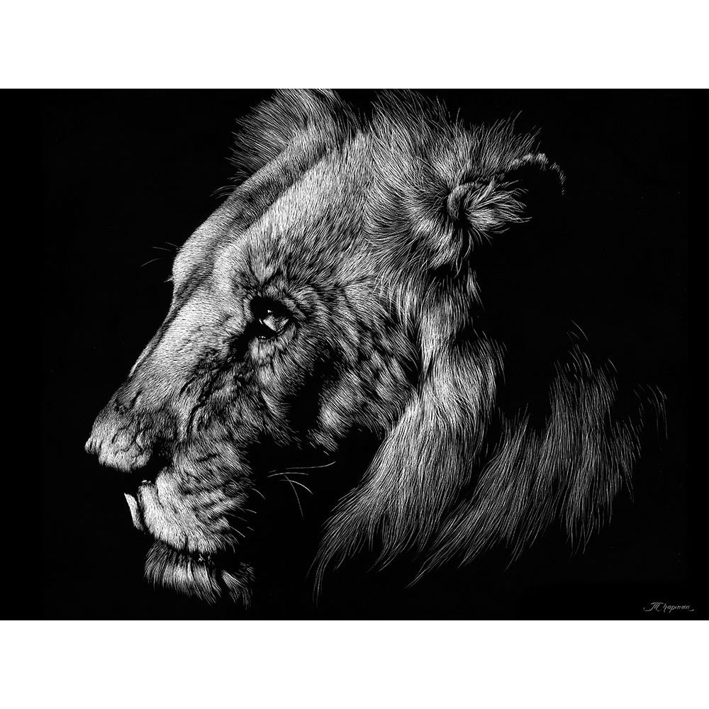 Wildlife Scratchboards I Poster Print - Julie T. Chapman-VARPDX77469D Image 1