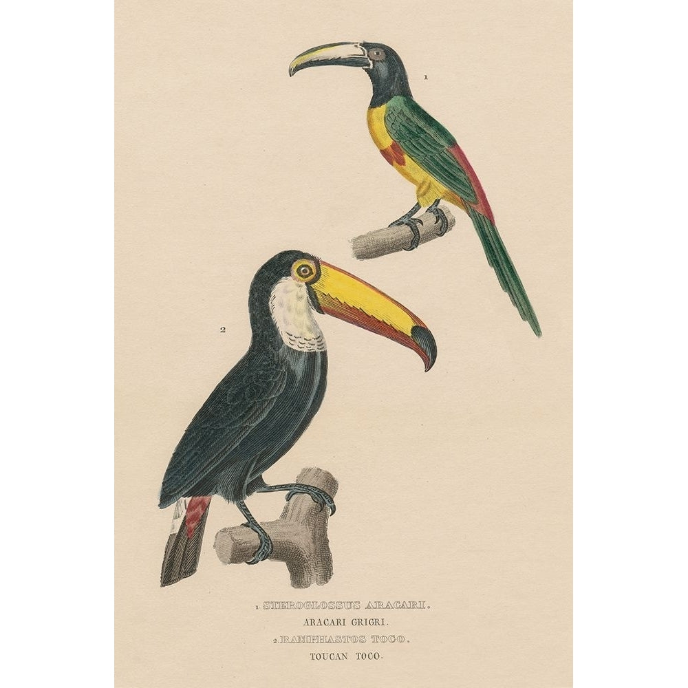 Toucan Study Poster Print - Wild Apple Portfolio-VARPDX77435 Image 1