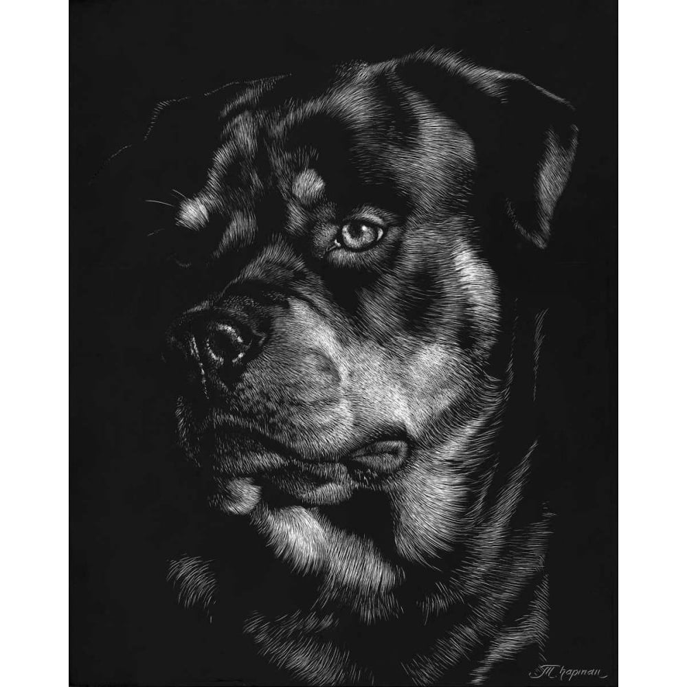 Canine Scratchboard XII Poster Print - Julie T. Chapman-VARPDX77489D Image 1