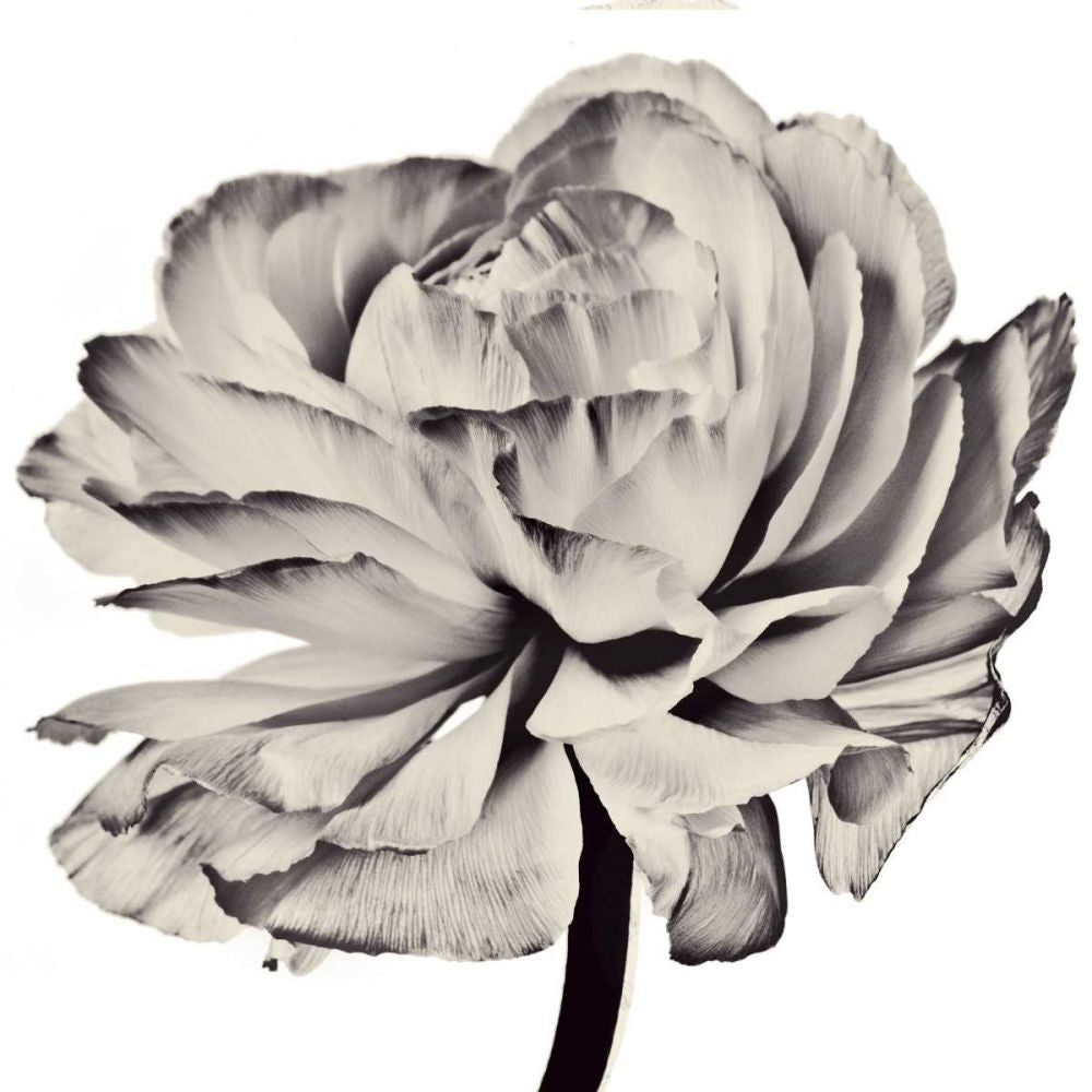 Ghost Flower II Poster Print - Christine Zalewski-VARPDX77527D Image 1