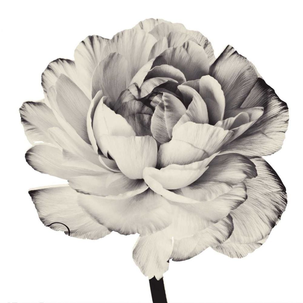 Ghost Flower I Poster Print - Christine Zalewski-VARPDX77526D Image 1