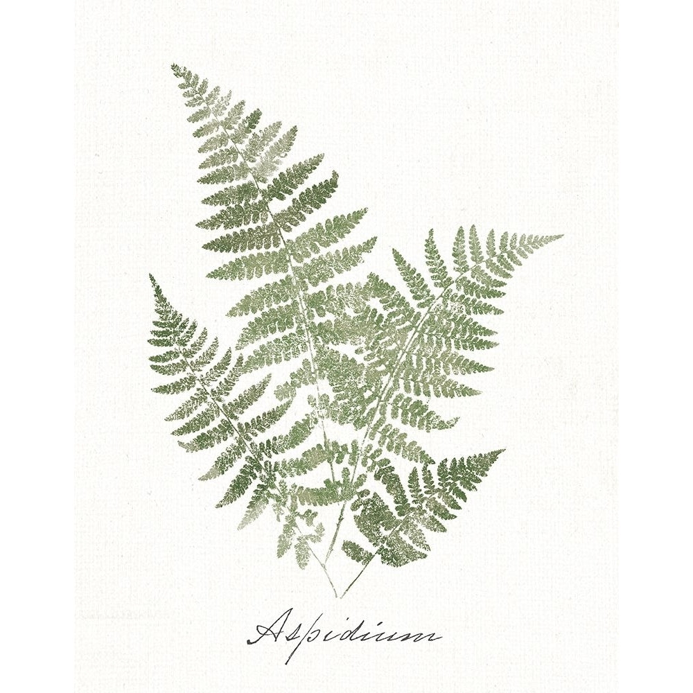 Vintage Ferns IX no Border White Poster Print - Wild Apple Portfolio-VARPDX77719 Image 1