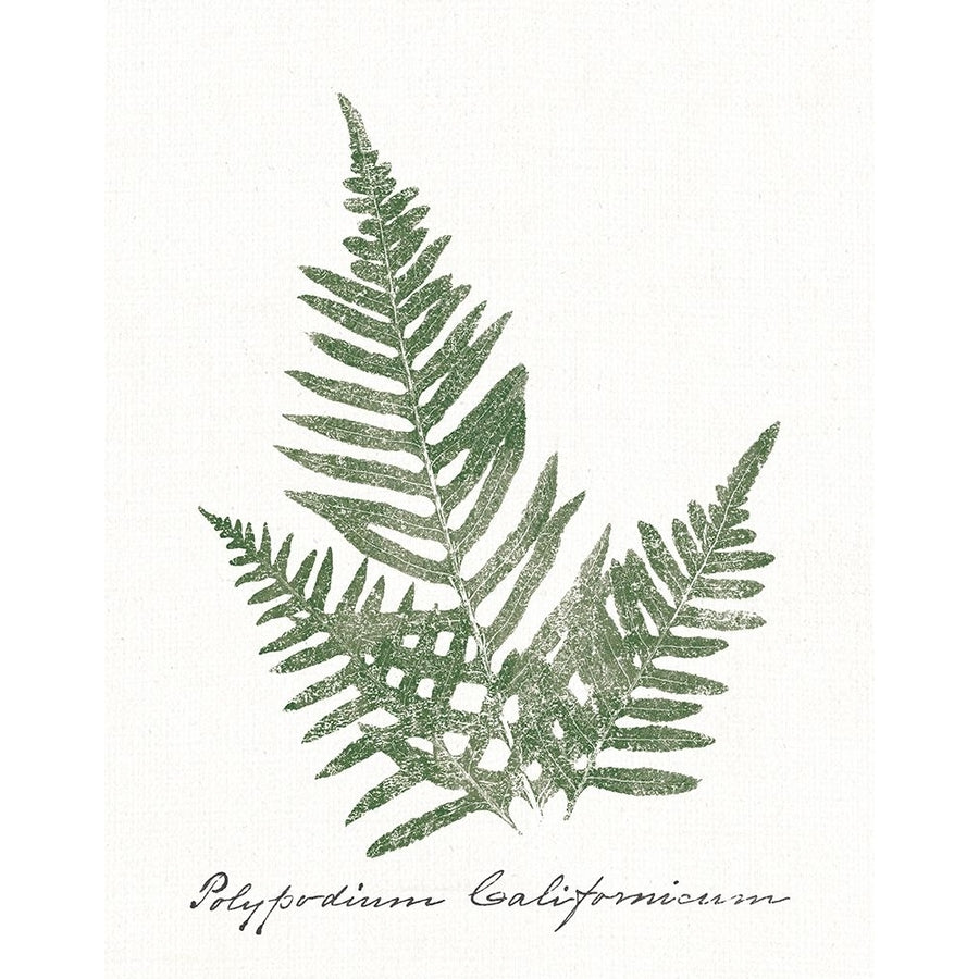 Vintage Ferns XI no Border White Poster Print - Wild Apple Portfolio-VARPDX77721 Image 1