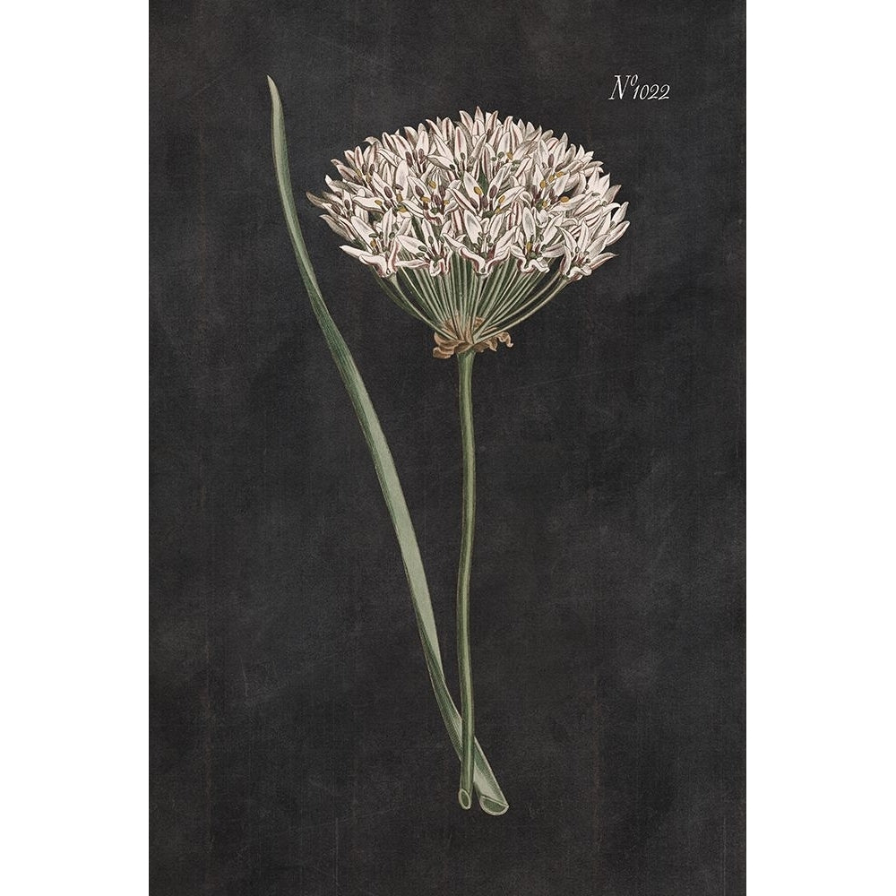 Allium I on Black Poster Print - Wild Apple Portfolio-VARPDX78145 Image 1