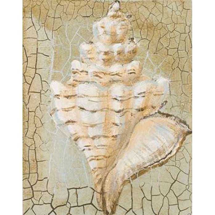 Seashell I Poster Print by Hakimipour-Ritter-VARPDX7829A Image 2