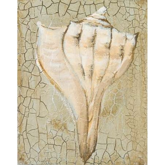 Seashell II Poster Print by Hakimipour-Ritter-VARPDX7830A Image 2