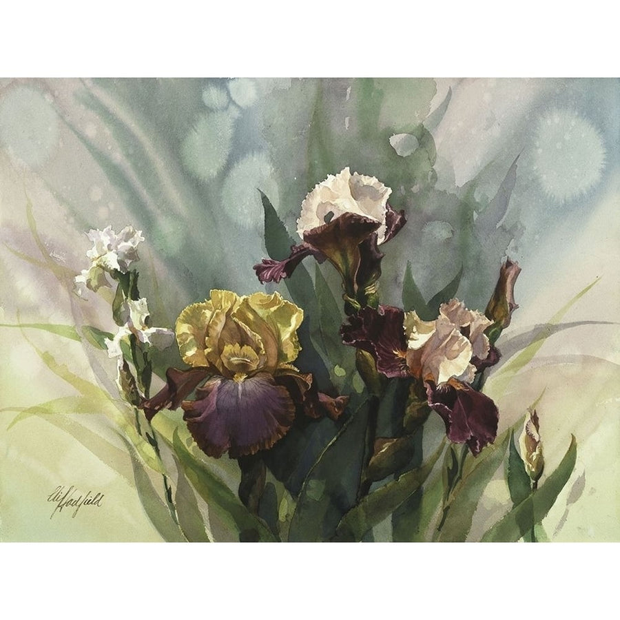 Hadfield Irises VI Poster Print - Clif Hadfield-VARPDX78606D Image 1