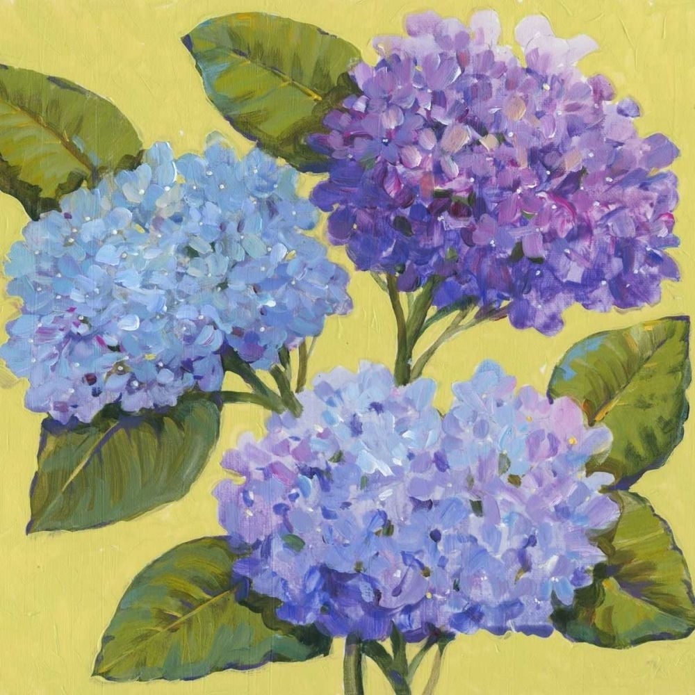 Spring Hydrangeas I Poster Print - Tim OToole-VARPDX78783D Image 1