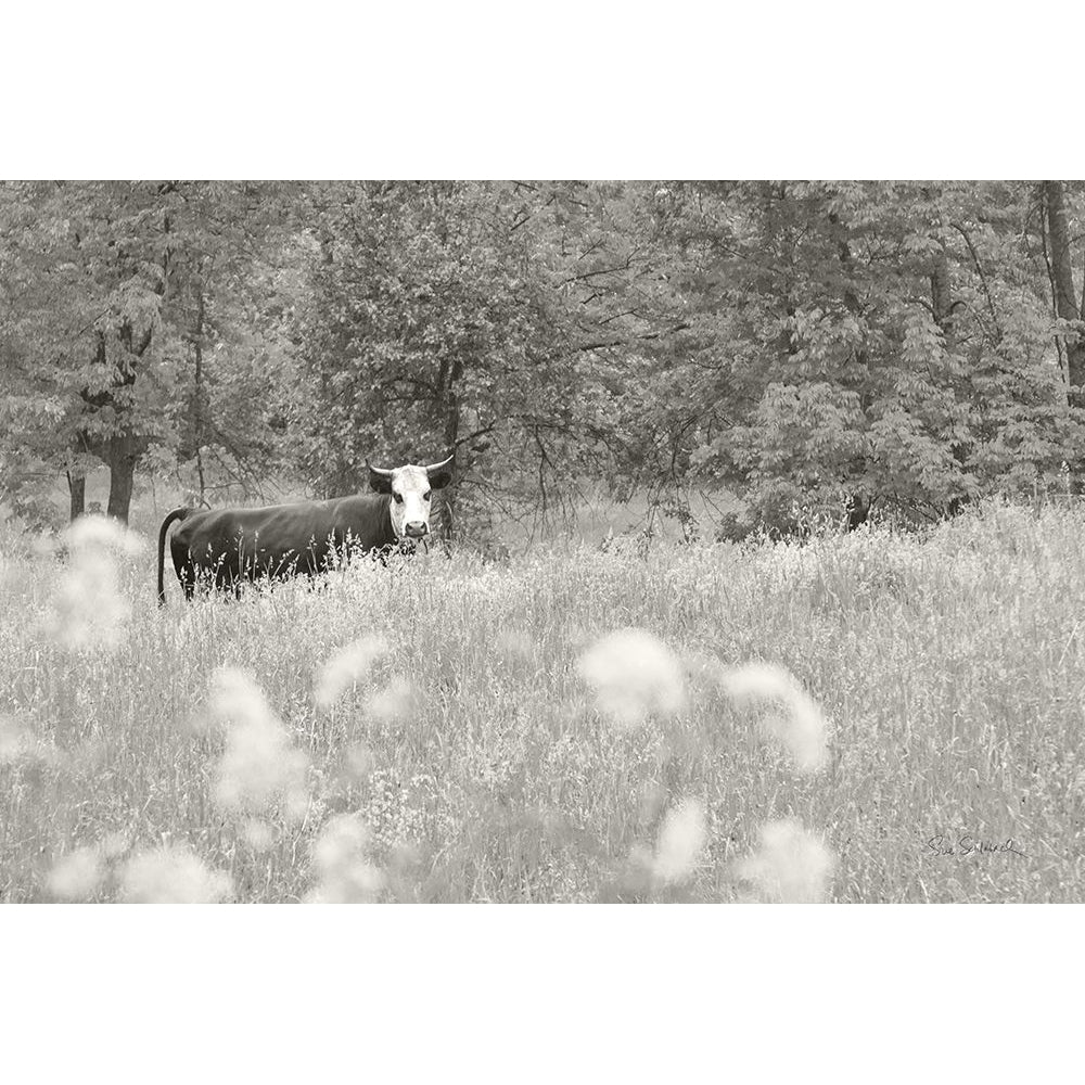 Summer Farm II BW Poster Print - Sue Schlabach-VARPDX79104 Image 1