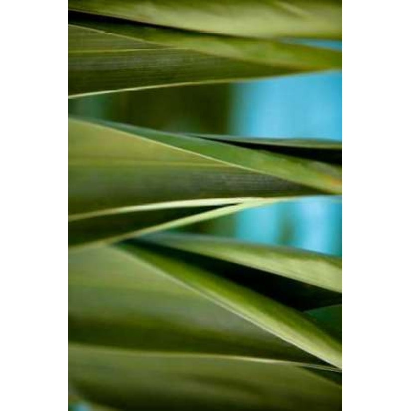 Palma III Poster Print by Susan Bryant-VARPDX7914 Image 1