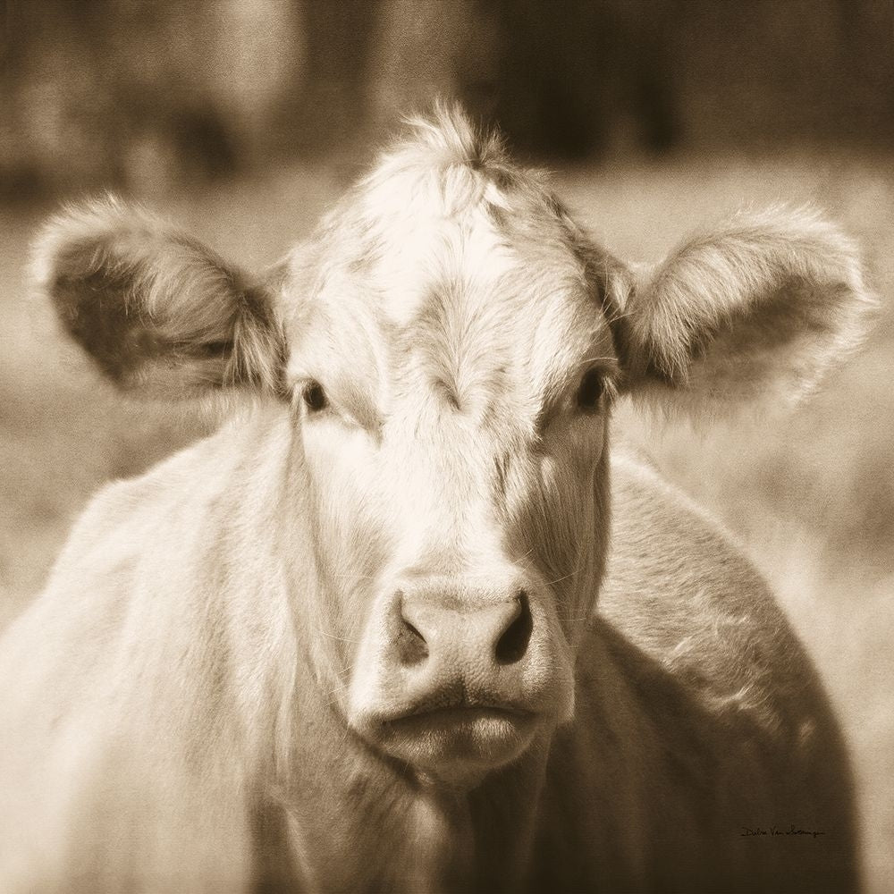 Pasture Cow Sepia Sq Poster Print - Debra Van Swearingen-VARPDX79220 Image 1